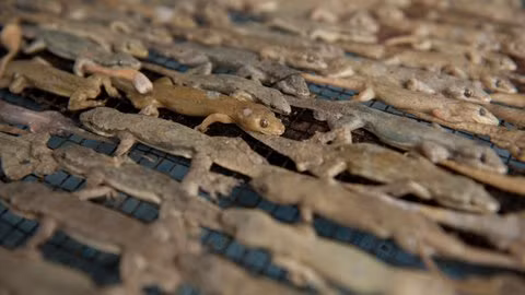 Indonesia có một nơi gọi là thánh địa thằn lằn, nằm ở làng Kapetakang, thuộc tiểu khu Kapetak, Cirebon. Mặc dù là một ngôi làng nhỏ nhưng là thủ phủ của các hoạt động giết mổ động vật đáng sợ như rắn ếch, nhưng nổi bật nhất phải là thằn lằn. Nguyên cả ngôi làng này là nơi thu mua và chế biến thằn lằn khô thành đặc sản.