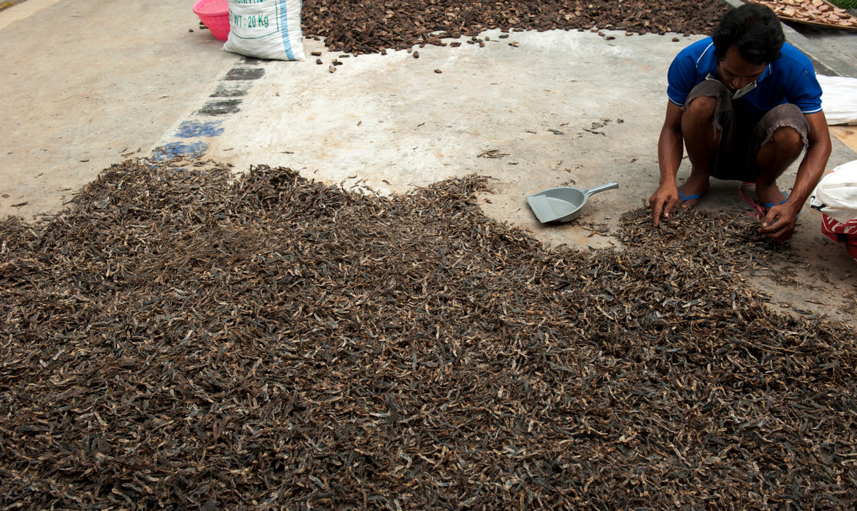 Chỉ cần đặt chân tới ngôi làng, ngay từ cổng làng vào sẽ ngửi thấy mùi tanh hôi nồng nặc, thằn lằn nằm rải rác, rơi rụng khắp nơi.