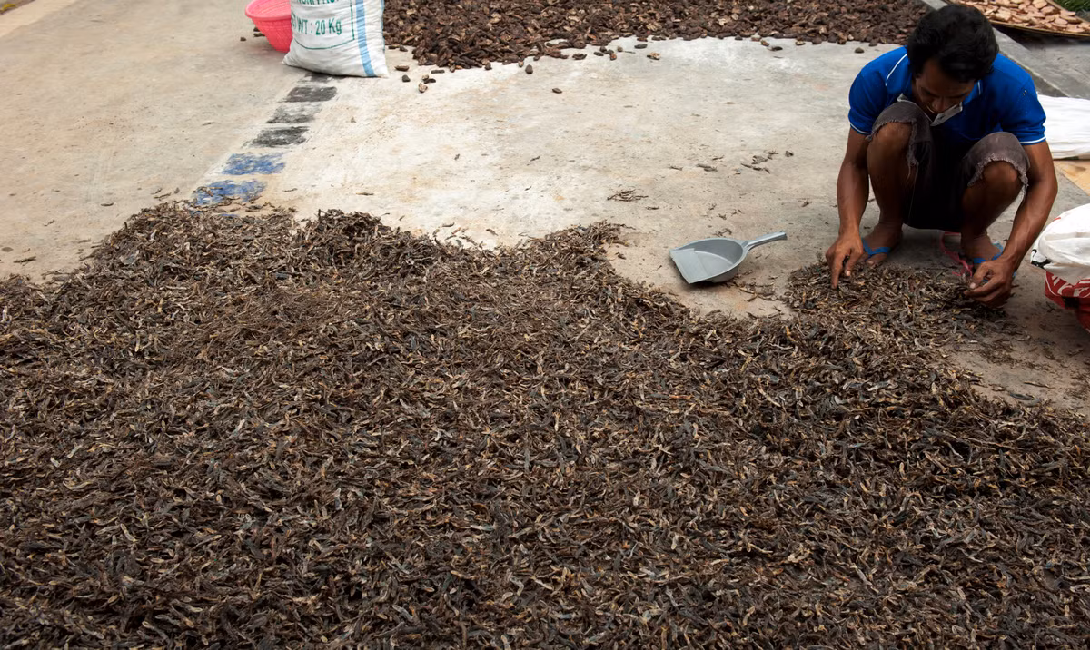 Chỉ cần đặt chân tới ngôi làng, ngay từ cổng làng vào sẽ ngửi thấy mùi tanh hôi nồng nặc, thằn lằn nằm rải rác, rơi rụng khắp nơi.