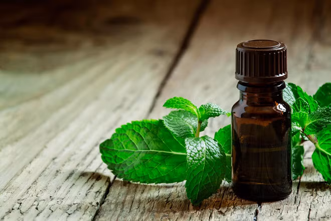 Ngửi tinh dầu bạc hà: Nhỏ một vài giọt tinh dầu bạc hà vào 2 tay, xoa đều, sau đó chà chúng lên mặt (tránh vào mắt). Mùi hương đặc trưng của bạc hà sẽ giúp bạn tăng cường năng lượng, cải thiện tâm trạng uể oải.