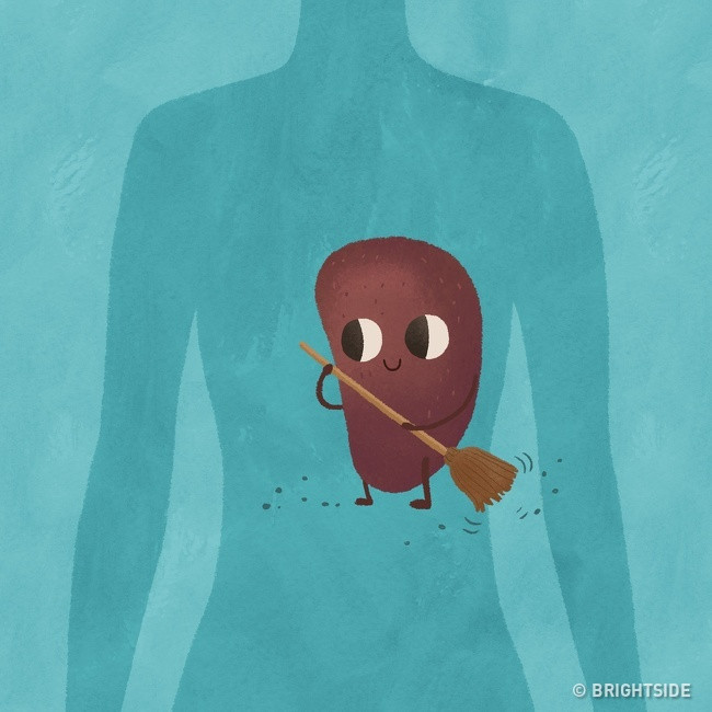 Giúp lá lách làm việc tốt hơn: Lá lách là cơ quan lớn nhất của hệ bạch huyết và nằm bên trái của cơ thể. Khi ngủ quay về bên trái, lá lách sẽ hoạt động hiệu quả hơn. Trọng lực thúc đẩy lưu lượng máu đến lá lách, giúp nó lọc tạp chất nhanh hơn.