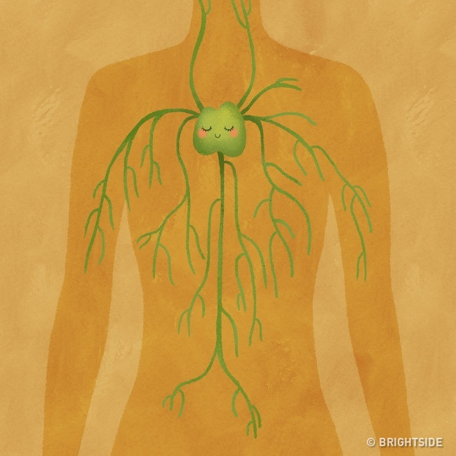 Cải thiện chức năng của hệ bạch huyết: Hệ bạch huyết giữ vai trò rất quan trọng, loại bỏ độc tố và chất thải khỏi cơ thể. Các chuyên gia nói rằng ống lồng ngực (mạch bạch huyết lớn nhất) nằm ở bên trái. Đó là lý do vì sao nằm ngủ nghiêng bên trái sẽ giúp cơ thể xử lý chất thải tốt hơn. Hệ thống bạch huyết cũng giúp vận chuyển chất béo, protein và các chất quan trọng khác đến các mô trong cơ thể. Do vậy, việc nằm nghiêng trái cho phép các tế bào của bạn nhận được chất dinh dưỡng nhanh hơn.