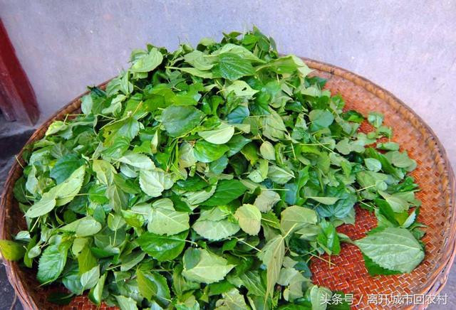 Màu xanh của đậu phụ được làm một loại lá cây trồng ở địa phương, sau đó đem trộn chung với bột gạo và nước trái cây.