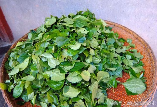 Màu xanh của đậu phụ được làm một loại lá cây trồng ở địa phương, sau đó đem trộn chung với bột gạo và nước trái cây.