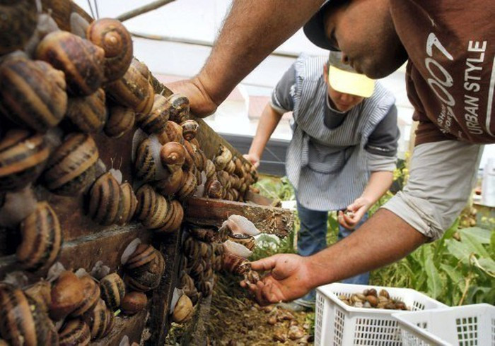 Trước khi đem chế biến thành món ăn, ốc sên được "nhồi" cho ăn những loại thảo dược đặc biệt để tẩy sạch hệ tiêu hóa của chúng, rồi sơ chế bằng cách rửa, luộc và nấu. Các công đoạn trên có thể kéo dài tới vài ngày. Sự kỳ công đó lý giải vì sao món ốc sên rất đắt đỏ và chỉ dành cho giới sành ăn. Ảnh: Internet.