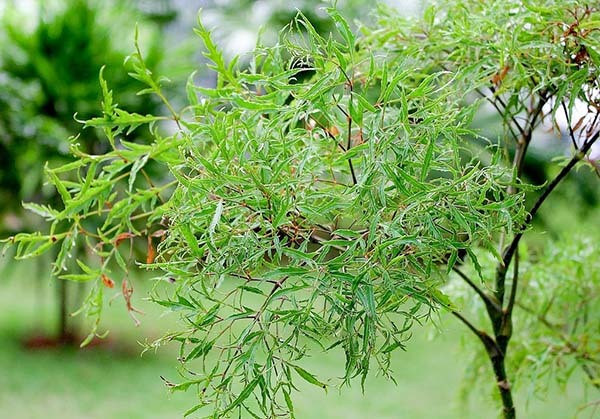 Uong nuoc la dinh lang hieu qua cuc tot, khong phai ai cung biet