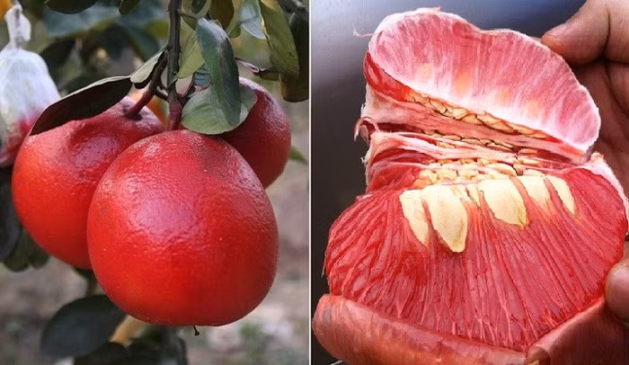 Bưởi Luận Văn, Thanh Hóa là một giống bưởi ngon nhưng ít người biết tới và không nổi tiếng như bưởi Diễn, bưởi Phúc Trạch, bưởi Đoan Hùng... Ảnh: Nông nghiệp Việt Nam.