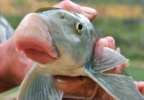 Cá anh vũ cũng là sản vật quý xưa kia chỉ vua chúa mới được thưởng thức. Loài cá thuộc họ cá chép là đặc sản tiến vua của vùng ngã ba sông Việt Trì, Phú Thọ, nơi hội tụ của sông Lô, sông Thao, sông Đà.