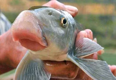 Cá anh vũ cũng là sản vật quý xưa kia chỉ vua chúa mới được thưởng thức. Loài cá thuộc họ cá chép là đặc sản tiến vua của vùng ngã ba sông Việt Trì, Phú Thọ, nơi hội tụ của sông Lô, sông Thao, sông Đà.