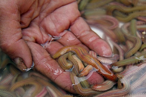 Ruoi vao mua cuc ngon, nhung nguoi mac benh nay tuyet doi khong an