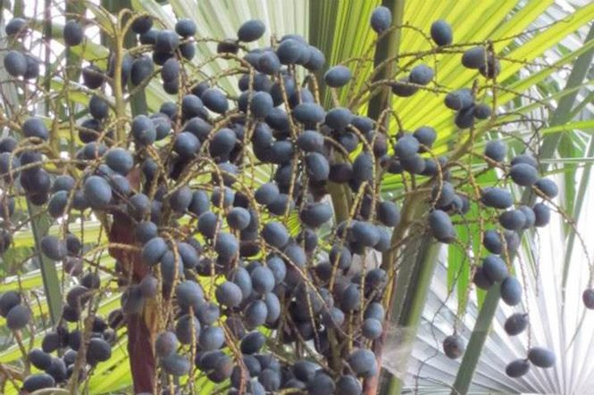 Người ăn quả cọ sành là người biết chọn cho mình những quả cọ tròn, cùi dầy có màu vàng như mật ong, khi nhấm nháp còn thấy dẻo, dính ở răng thì đó chính là loài cọ nếp quý. Quả cọ được chế biến thành nhiều món ăn lạ độc. Ảnh: Tiền Phong.