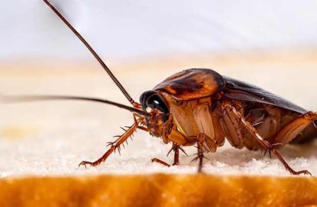 Kinh hoang co gai bi gian can chi chit tren tay vi ly do bat ngo-Hinh-2