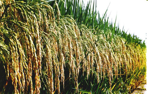 Lúa gạo là cây sinh trưởng trong môi trường ngập nước. Môi trường đất úng quanh năm tạo ra asen vô cơ (thạch tín), ngấm tự nhiên vào cây lúa. Khoa học chứng minh rằng, chất này ảnh hưởng tiêu cực đến sức khỏe. Việc nhiễm độc thạch tín có thể dẫn tới các bệnh như tim, tiểu đường và tổn thương hệ thần kinh, đặc biệt là ung thư phổi và bàng quang…