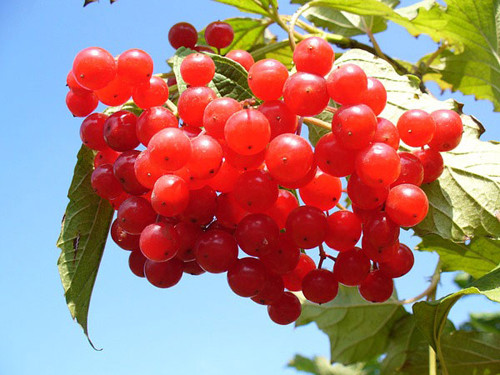 Anh đào. Anh đào chứa nhiều thành phần melatonin có khả năng khiến bạn cảm thấy buồn ngủ hơn. Chính vì vậy, bạn nên ăn anh đào vào ban đêm để tận dụng nguồn dưỡng chất có lợi, giúp giấc ngủ được sâu hơn.