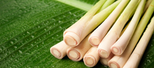 Sử dụng tinh dầu như dung dịch sát trùng. Bên cạnh tác dụng làm đẹp, tinh dầu còn có khả năng sát trùng ít người biết. Một vài giọt tinh dầu sả, chanh, hương thảo, tràm… có khả năng sát trùng, kháng vi rút, kháng khuẩn, kháng nấm cho những vết trầy xước nhỏ.