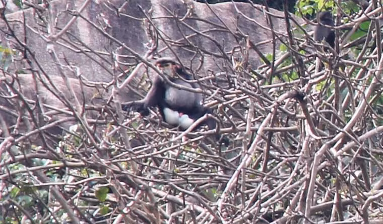 Ngoài ra, trong quá trình tuần tra, các ngành chức năng sẽ tiếp tục ghi nhận các loài khác hiện có tại núi Chứa Chan.