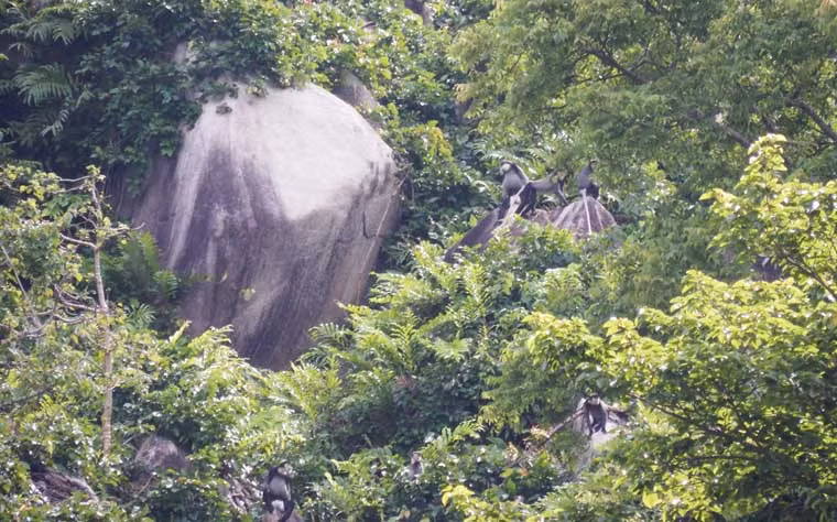 Đoàn liên ngành đã tổ chức tuyên truyền đến nhân dân đang có các hoạt động sản xuất gần khu vực voọc xuất hiện nâng cao ý thức bảo vệ rừng, bảo vệ động vật hoang dã.