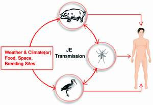 Virus viem nao Nhat Ban B truyen sang nguoi nhu the nao?-Hinh-2