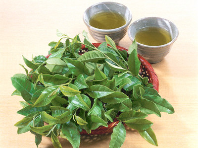 Theo một số nghiên cứu gần đây cho thấy, mùa hè nếu bạn uống nước lọc thì chỉ trong khoảng 1 tiếng là cơ thể sẽ đào thải ra hết. Tuy nhiên, uống nước vối thì sau khoảng thời gian đó chỉ có 1/5 lượng nước được thải ra, như vậy nước vối còn giúp cơ thể giữ nước rất tốt