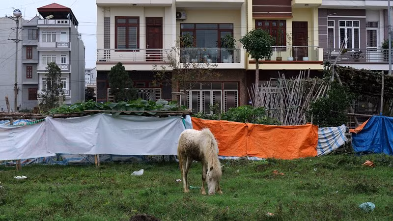 Anh cũng bật mí "ngựa bạch nói riêng, loài ngựa nói chung nếu nuôi nhốt trong chuồng như nhiều nơi hiện nay thịt, xương ít giá trị dinh dưỡng hơn". Ảnh: Vào khu đô thị đàn ngựa tản ra tìm những bãi cỏ ưa thích.