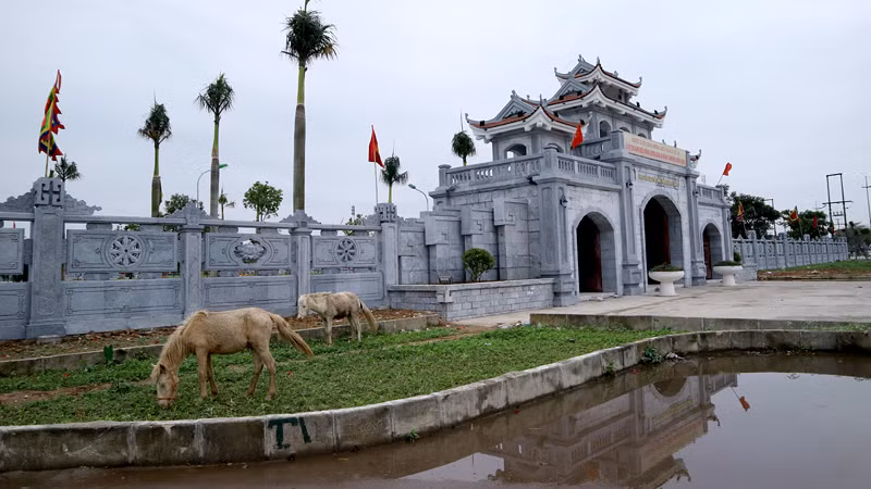 Những bãi cỏ trang trí 2 bên cổng Khu di tích lịch sử chiến thắng Xương Giang được tận dụng chăn thả 2 ngựa bạch còn nhỏ tuổi. Được biết đàn ngựa bạch này mỗi năm thu về cho gia đình anh Dũng chừng 150 triệu đồng.