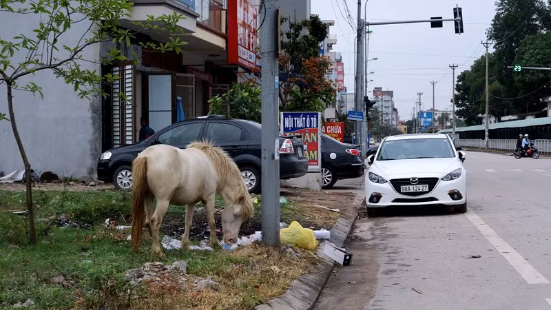 Một chú ngựa bạch hồng tìm thức ăn trên vỉa hè đường Vi Đức Lục.