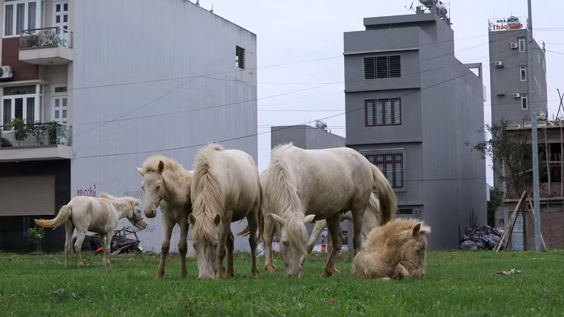Anh Dũng cho biết, trước đây, khu đô thị này là cánh đồng với những gò bãi, đàn ngựa bạch của gia đình anh được chăn thả tại các gò bãi này. Sau khi khu đô thị hiện đại bậc nhất TP. Bắc Giang được khởi công xây dựng đã đưa vào sử dụng đến nay gia đình anh vẫn tận dụng những lô đất trống chưa xây dựng để chăn thả đàn ngựa bạch. Ảnh: Dừng chân trước một bãi cỏ trên lô đất chưa được xây dựng trong con ngõ thuộc đường Vi Đức Lục.