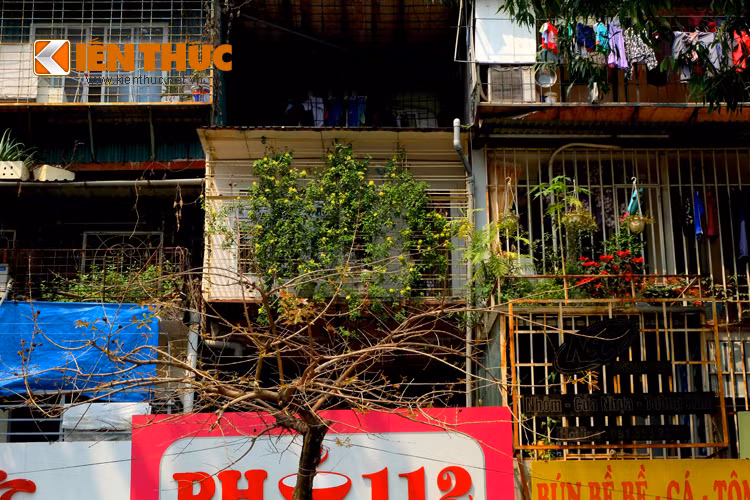 Chủ những căn chung cư cũ chật hẹp trên phố Vạn Bảo (Ba Đình) không quên dành một khoảng không nhỏ để trồng các loại hoa, cây cảnh.