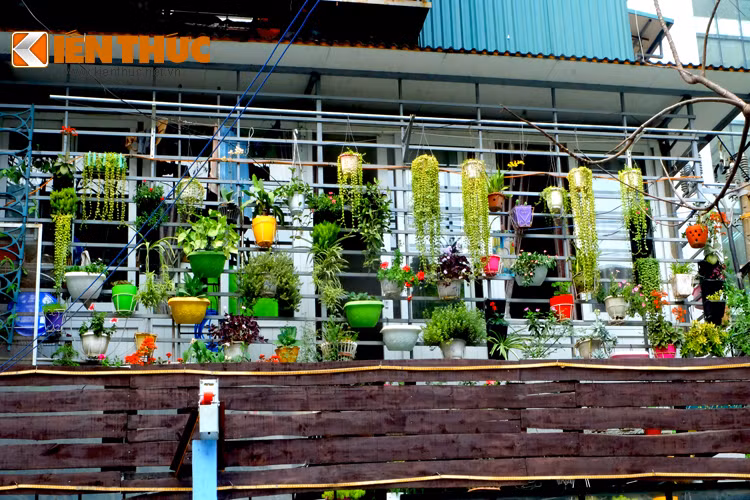 Dù diện tích nhỏ nhưng chủ nhân của ngôi nhà này đã khéo léo chọn các loại cây trồng, kiểu chậu phù hợp để trang trí ban công xanh mát mắt khiến người khác phải ghen tỵ.