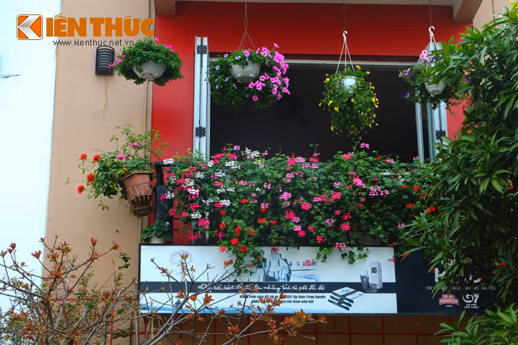 Ngam nhung ban cong nha ruc ro sac hoa o Ha Noi