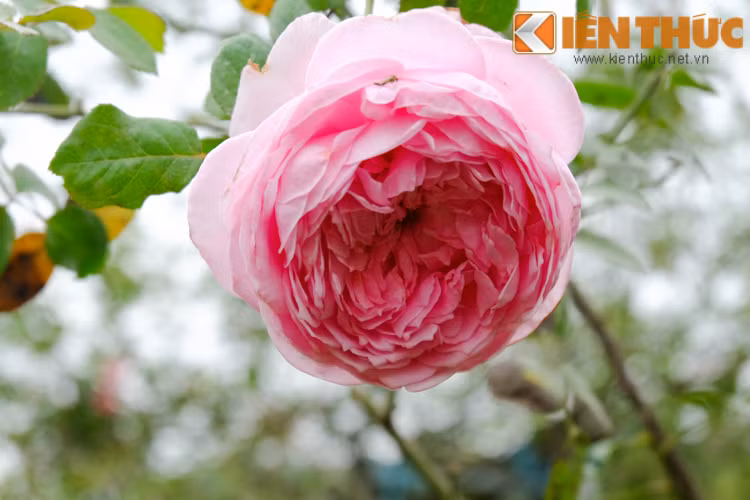 Bông hồng ngoại nở đẹp mắt.