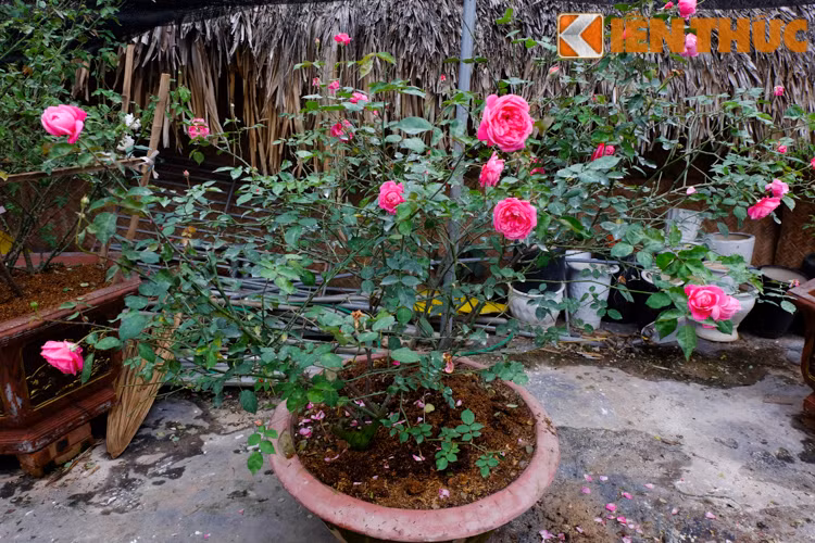 Trong khi hoa hồng ngoại giá tầm trung, có cây chỉ vài trăm nghìn đồng thì hồng cổ nội địa, có cây giá bán lên tới cả trăm triệu đồng.