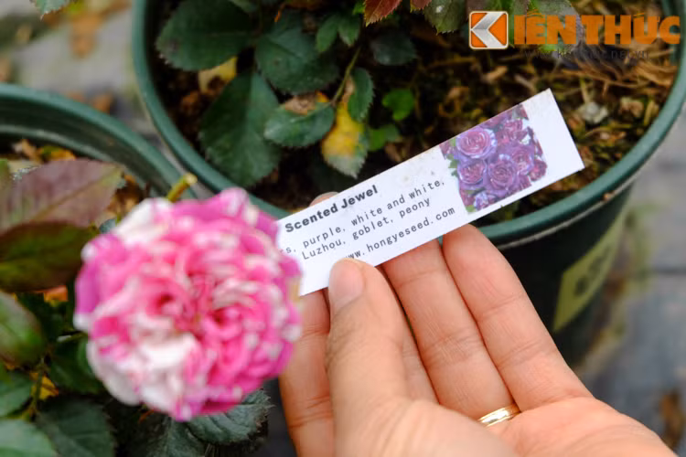 Giá "mềm" hơn là các chậu hồng nhỏ, hồng nhập ngoại, giá dao động từ 300.000 - 500.000 đồng.