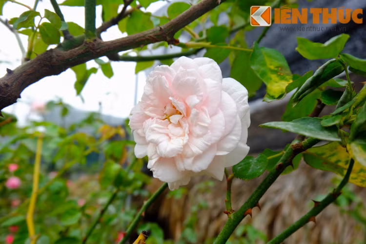 Theo chia sẻ của chị Vân (một nhân viên tại vườn): "Thời gian gần đây, bạch vân khôi là loại hồng rất được ưa chuộng. Có những cây hồng trị giá hàng chục triệu đồng. Nhiều cây trong vườn đã được đặt mua".