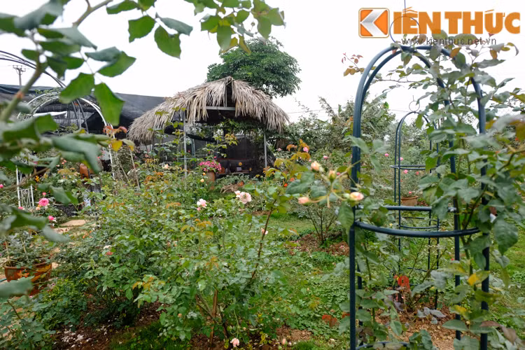 Người xem có thể bắt gặp hoa hồng Sapa, hồng quế, bạch hồng, các loại hồng leo nhập ngoại tại khu vườn hoa hồng rộng lớn này.