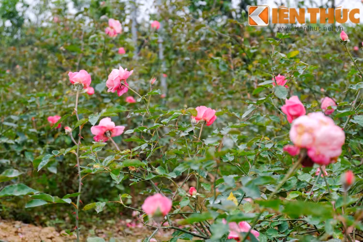 Một khoảng vườn khá rộng dành cho các loại hồng Sapa, hồng nhập ngoại.
