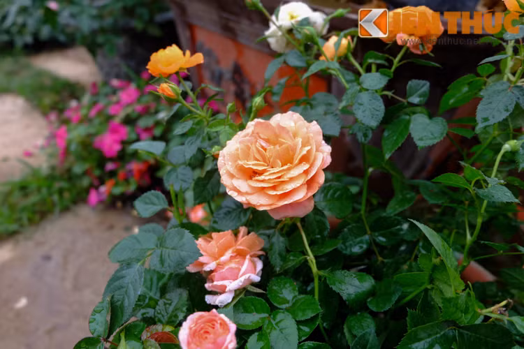 Cùng ngắm những bông hồng khiến ai cũng "phải lòng" ngay từ cái nhìn đầu tiên.