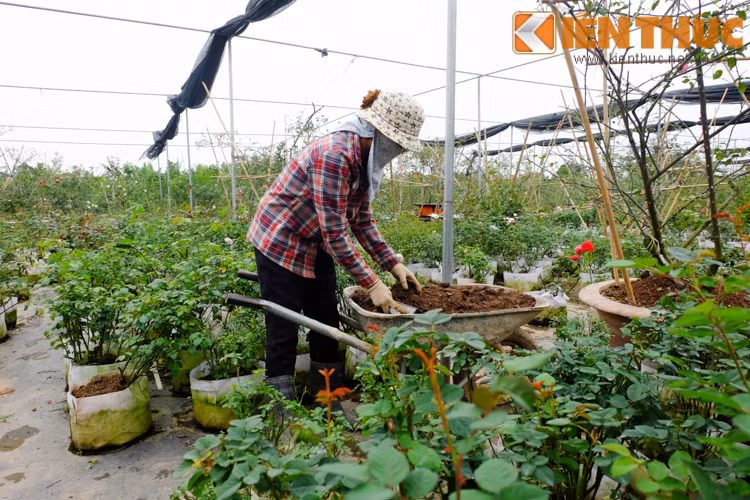 Khu vườn luôn có nhiều nhân viên làm công việc chăm sóc hoa hồng: tưới, bón phân, lên chậu. Theo chia sẻ của nhân viên tại đây, có khoảng 25 người làm các công việc chăm sóc, liên hệ bán cây tại vườn, chưa kể những nhân viên làm việc giao hàng. Công việc tại vườn bận nhất là các dịp lễ tết hoặc khi có đợt lên chậu, lấy giống hoa mới về.