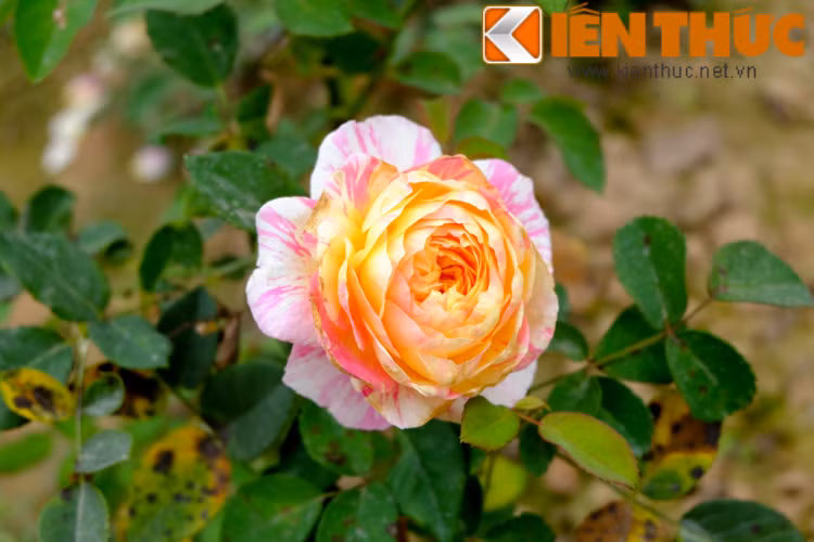 Lạc lối giữa khu vườn hồng đa sắc và mùi hương dễ chịu.