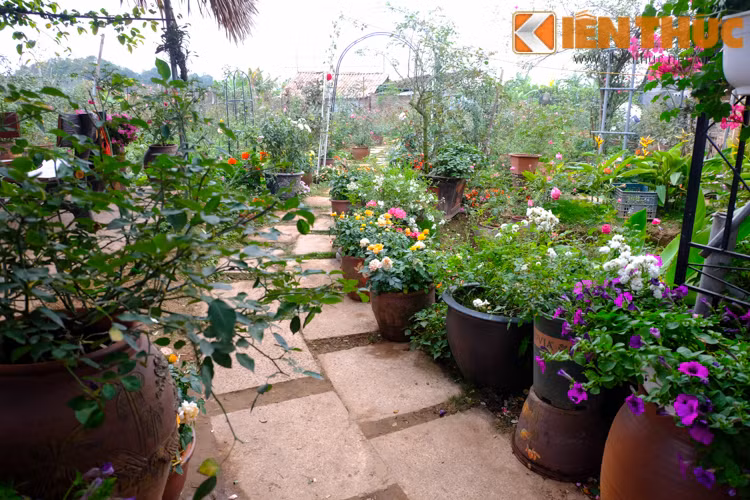 Nằm ở vùng ven đô Hà Nội, khu vườn hoa hồng rộng gần 5.000 m2 với cả trăm loại hoa hồng khác nhau khiến nhiều người bất ngờ khi đặt chân đến đây.