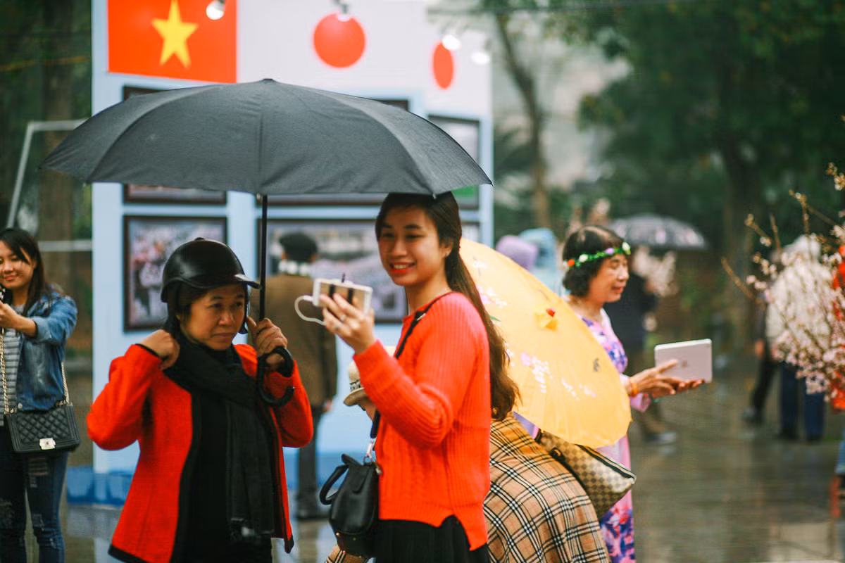 Theo Ban tổ chức lễ hội, 150 cây hoa anh đào được đưa về Việt Nam qua đường biển, 10.000 cành hoa về theo đường hàng không. Hoa được chăm sóc, bảo quản cẩn thận, theo đúng quy trình của các chuyên gia Nhật Bản,