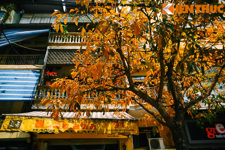 Rảo bước dưới những hàng cây thay lá, lòng bình yên và dịu dàng hơn trước những xô bồ, nhộn nhịp đô thị.