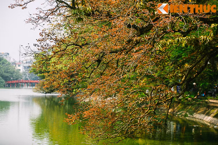 Anh: Ha Noi dep nao long mua cay thay la-Hinh-2