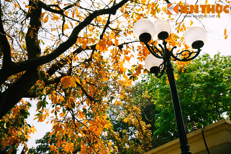 Ngắm nhìn cảnh sắc ấy, nhiều người bất giác nhớ về tuổi thơ ép lá khô trong trang sách nhỏ, đợi chờ mầu vàng phai úa.