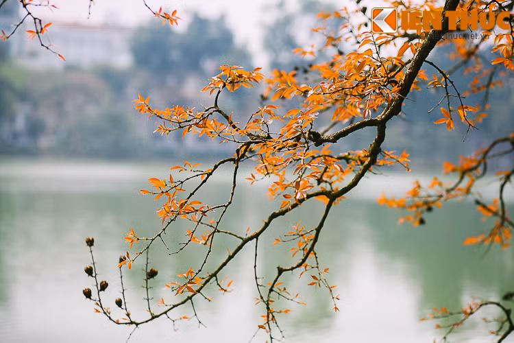 Vẫn góc phố và con đường ấy nhưng cảnh sắc thêm đẹp mắt, tô điểm bởi những chiếc lá vàng, những nhành lộc non mới nhú. Và đây cũng là lúc, người Hà Nội cảm nhận rõ khoảnh khắc giao mùa, từ xuân sang hạ.