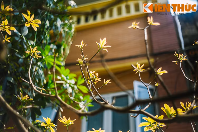 Lộc non mơn mởn trên cành.