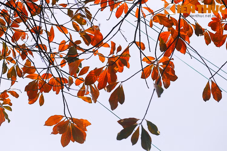 Chính vì thế, thời khắc ngắm nhìn Hà Nội nhuộm sắc đỏ vàng cũng thật ngắn ngủi.