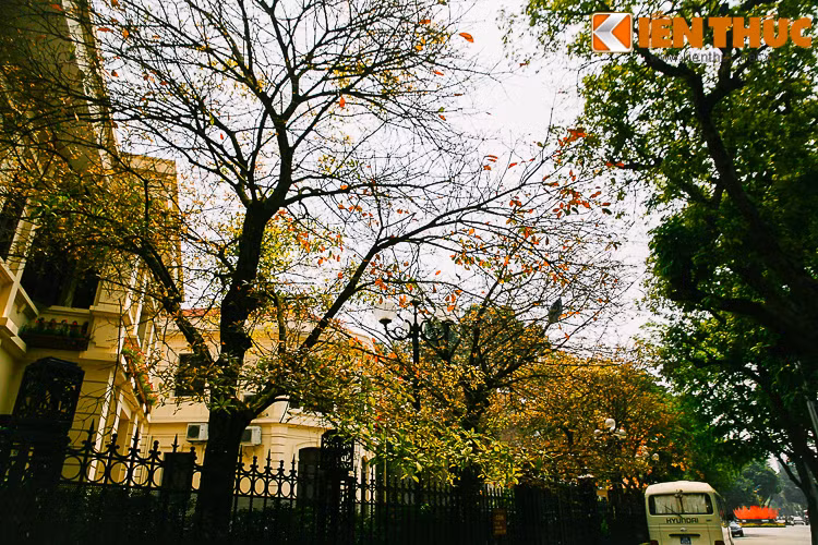 Để nhận ra, hàng cây đang vào mùa thay lá khiến con phố rực rỡ sắc màu.