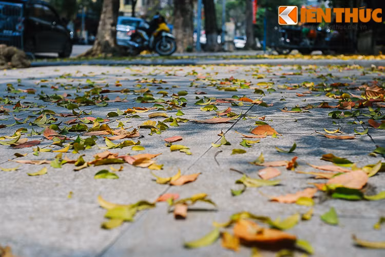 Và đôi lúc, khi bước trên vỉa hè, tiếng lá khô rơi xào xạc khiến lòng người rung động, xuyến xao.