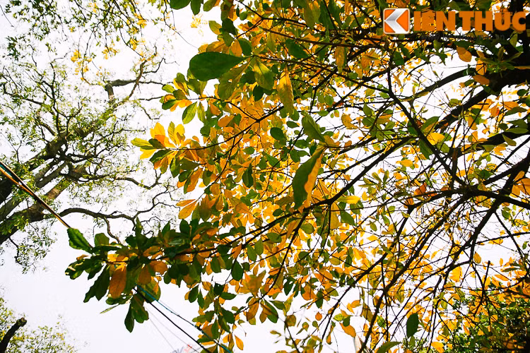 Hà Nội vì thế, mùa nào cũng đẹp, cũng nên thơ và khó quên.